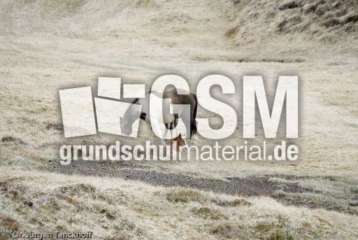 Islandpferde (6 von 50).jpg